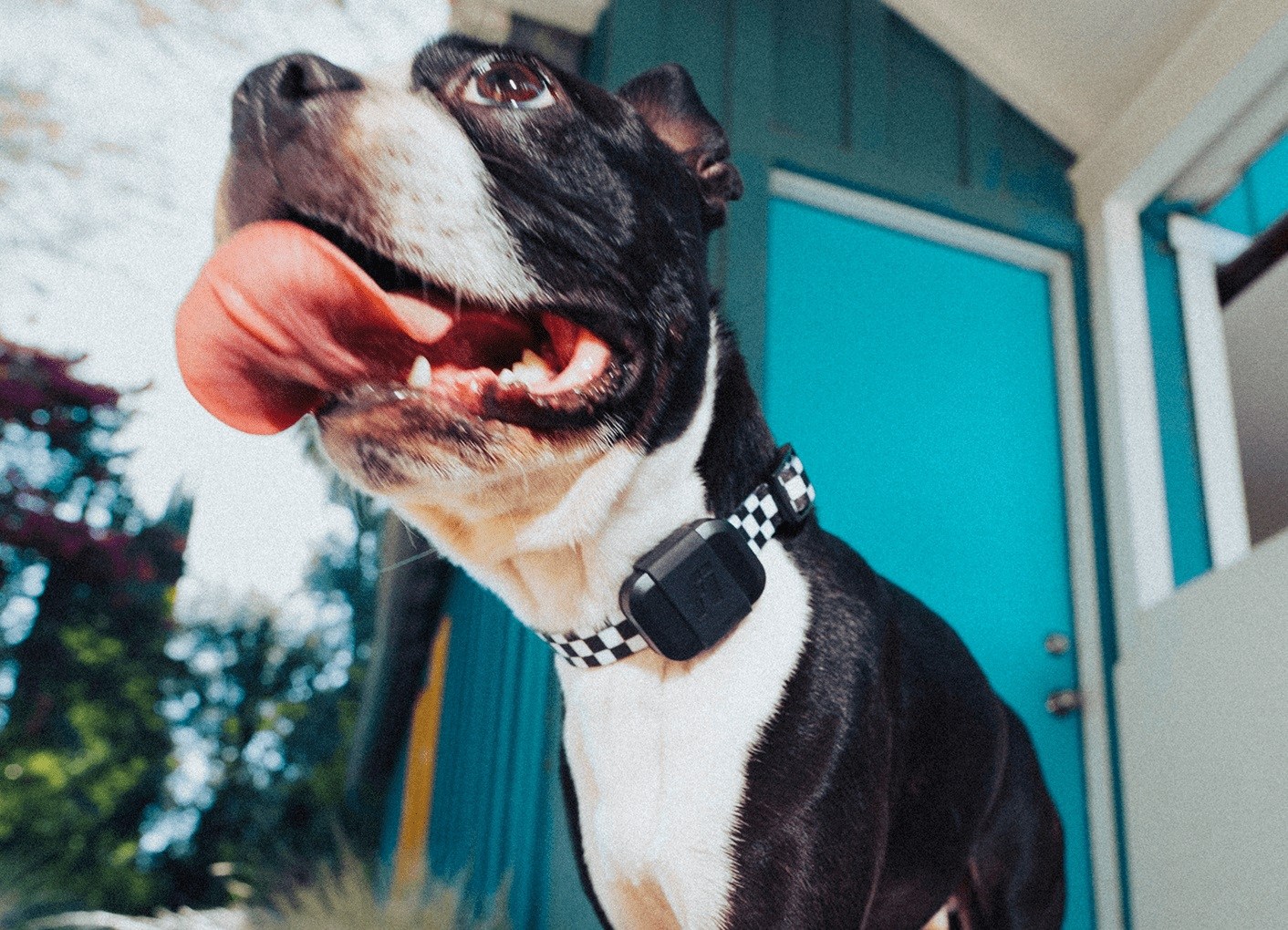Fi Series 3+ smart dog collar worn by a dog