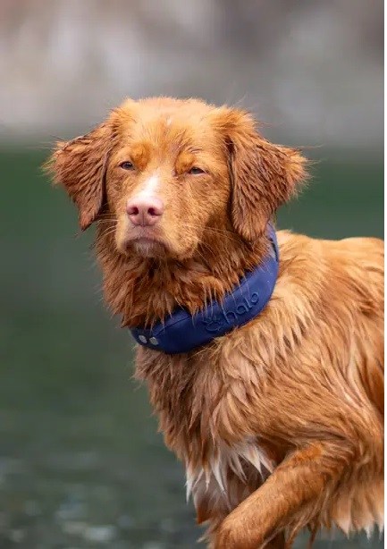 Halo Collar smart GPS wireless dog fence worn by a dog
