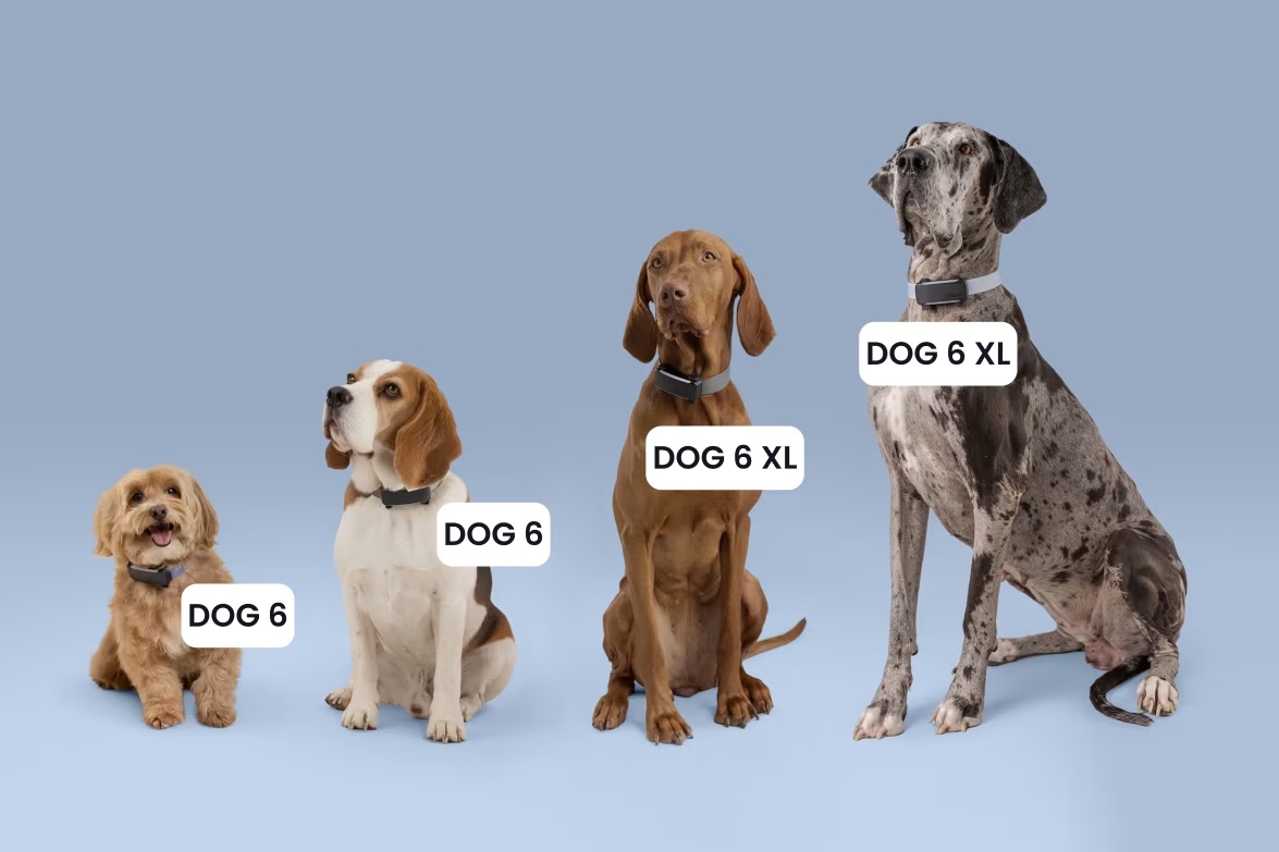 GPS tracker clipped to a dog's collar