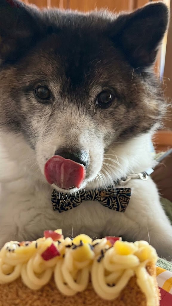 Cover photo for the fresh dog food subscriptions guide