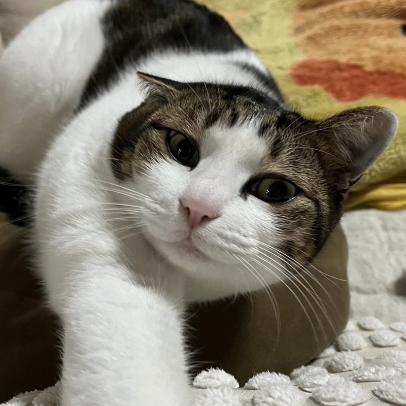 Ann, one of the three cats behind petloverofficial.com