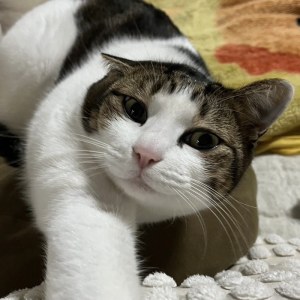 Ann, a white and tabby cat, stretching a paw toward the camera