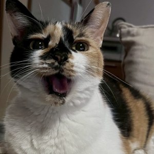 Caramel, a calico cat, mid-meow