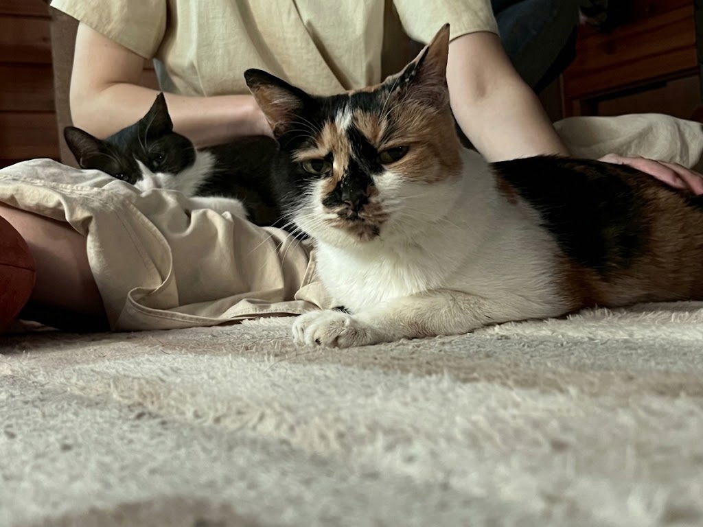 A photo of my cat, Caramel, staring at me.