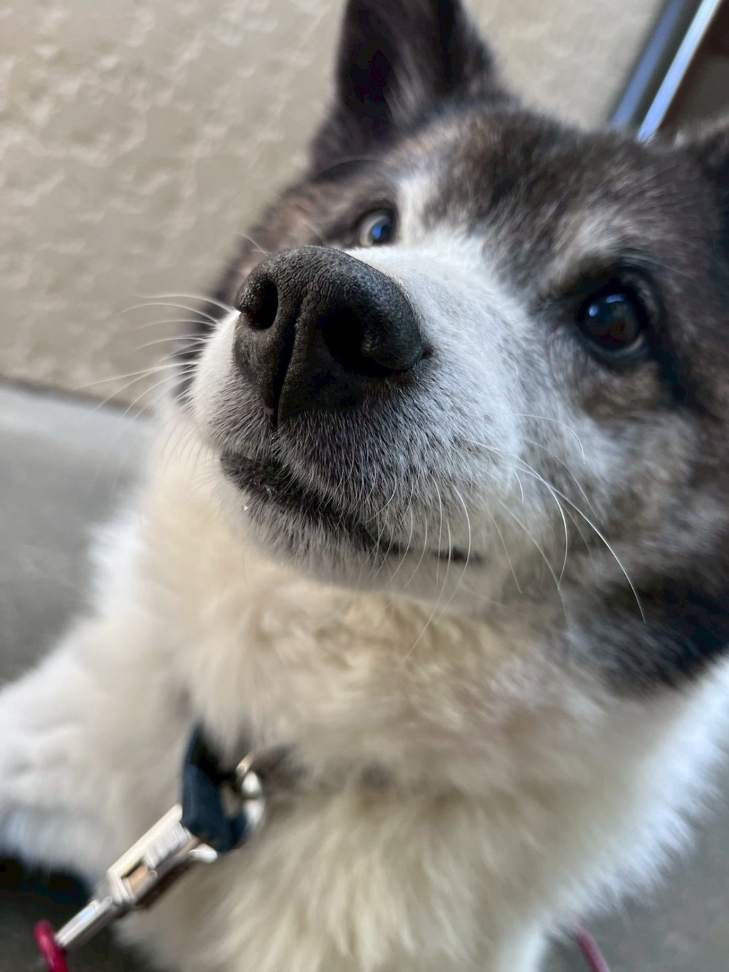 Kotaro, my 15-year-old dog