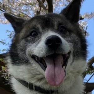 Kotaro, a 15-year-old dog, smiling outdoors in his harness