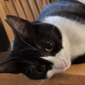 Ruru, a black and white cat, lying on a wooden table